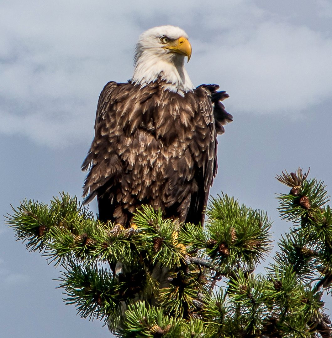 Best of Yukon & Alaska: Round-trip Sightseeing Tour from Whitehorse ...